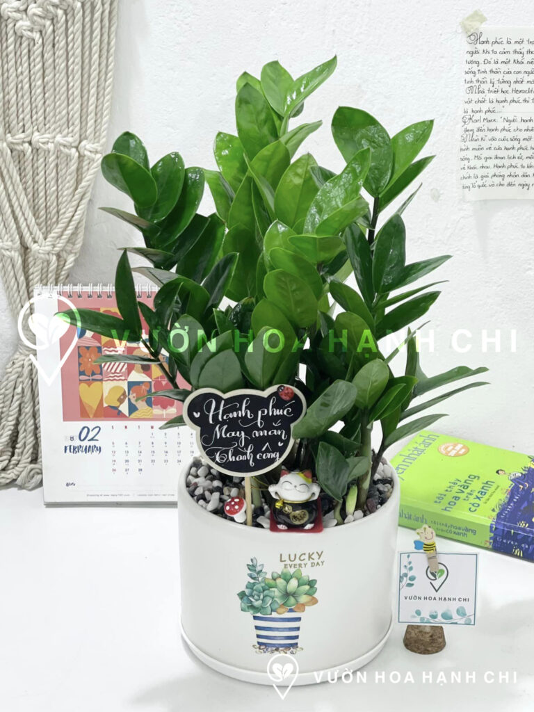 chậu cây Kim Tiền để bàn (Size M) - chậu trụ T16