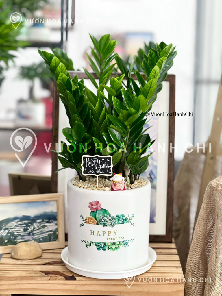 chậu cây Kim Tiền (Size XL) - chậu trụ T22