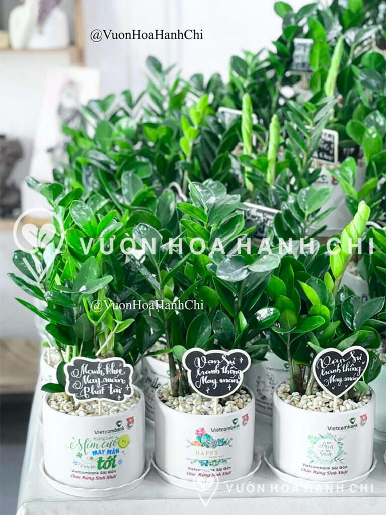 Chậu cây Kim Tiền để bàn (Size S) - chậu Trụ T12