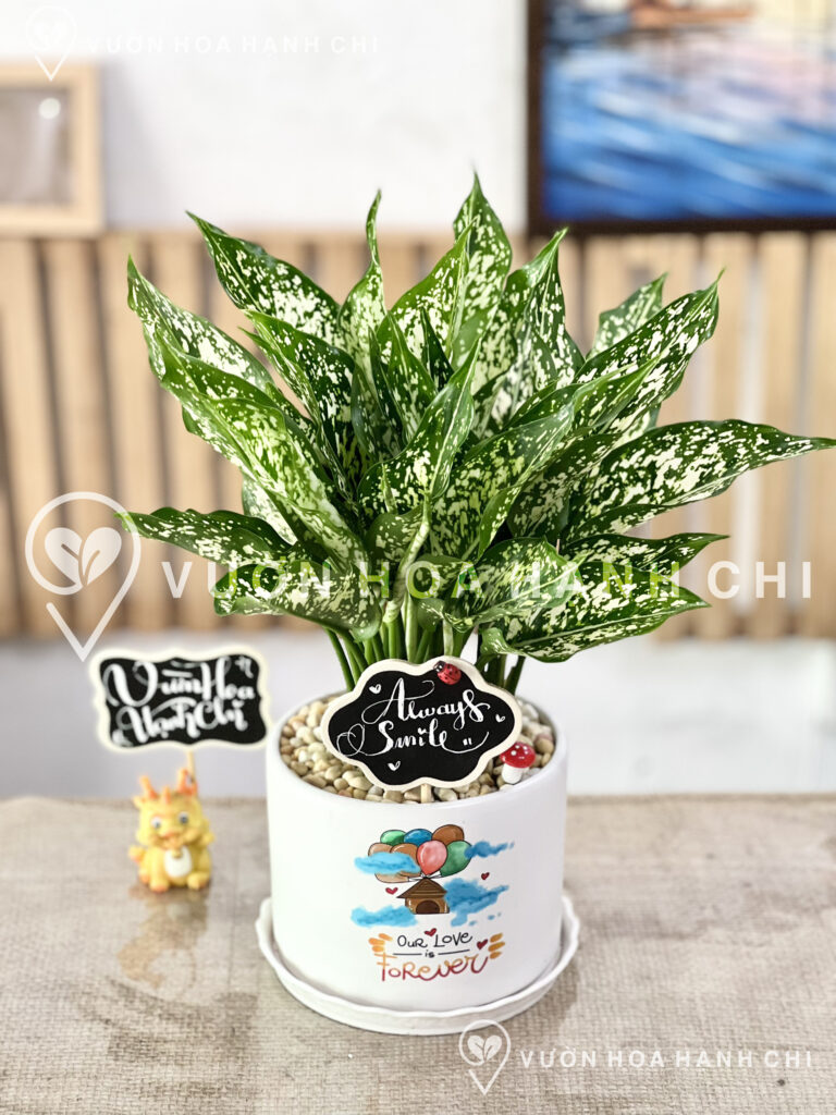 chậu cây Ngọc Ngân để bàn (Size S) - chậu trụ T12