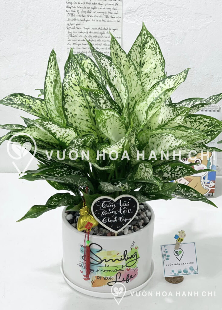 Chậu cây Ngọc Ngân để bàn (Size M) - chậu trụ T16